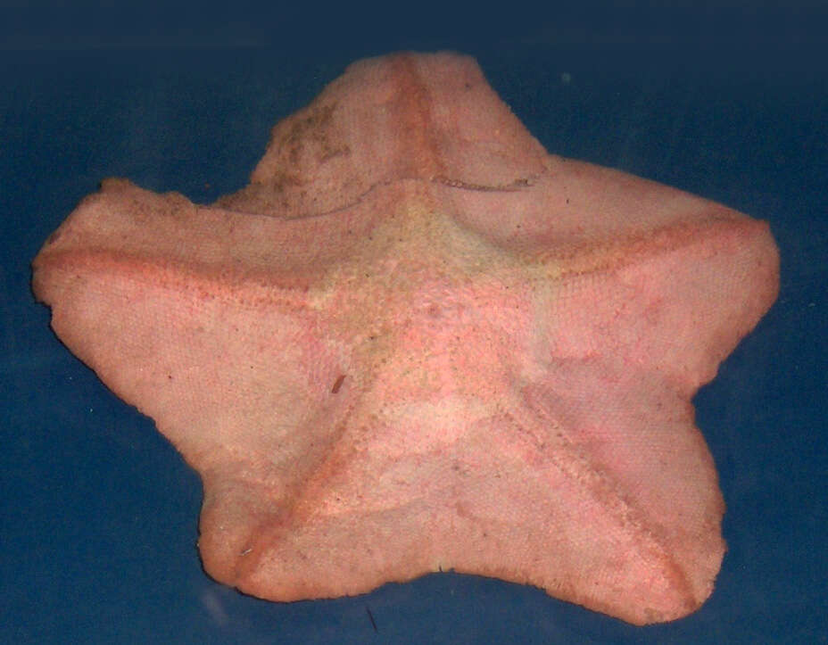 Image of goose foot sea star