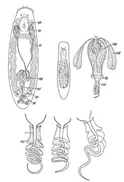 Image of Vejdovskya halileimonia Ax 1960