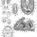 Image de Adenopea cenata (Du Bois-Reymond Marcus 1955)