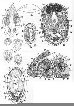 Image de Aberrantospermata