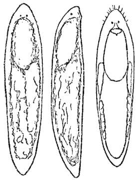 Image of Graffillidae