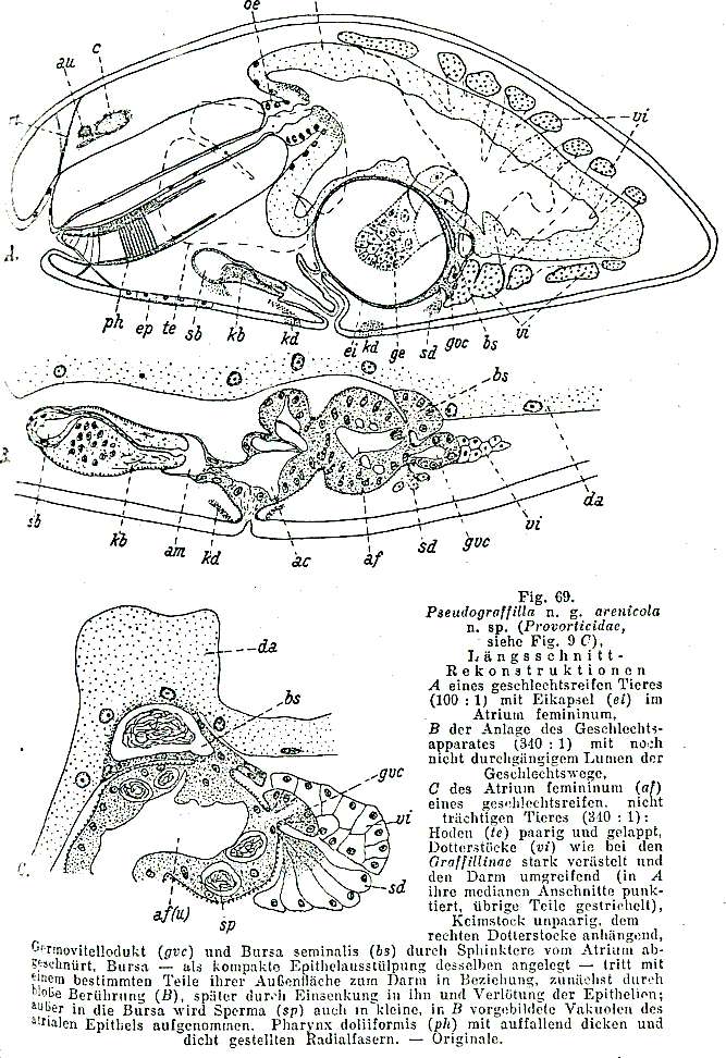 Image of Graffillidae