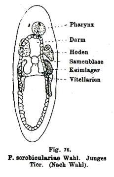 Слика од Paravortex