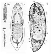 Image of Pseudohaplogonaria