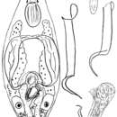 Image of Baicalellia subsalina Ax 1954