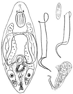 Image of Baicalellia