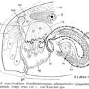 Plancia ëd Balgetia semicirculifera Karling 1962