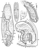 Plancia ëd Balgetia pacifica Ax, Ax & Ehlers 1979