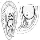 Imagem de Pseudohaplogonaria minima Ehlers & Dörjes 1979