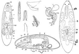 Image of Hangethellia