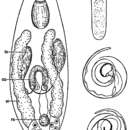 Image of Pogaina annulata Ax 1970