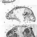 Image de Pseudohaplogonaria sutcliffei (Hanson 1961)