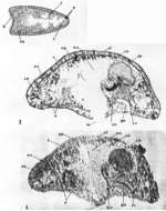 Sivun Pseudohaplogonaria kuva