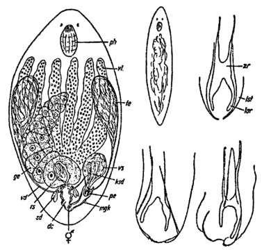 Image of Selimia