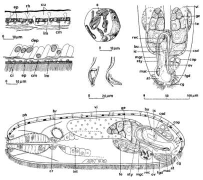 Image of Hypoblepharinidae