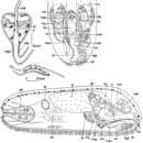 Image of Hypoblepharina serrifera Karling & Nilsson 1974