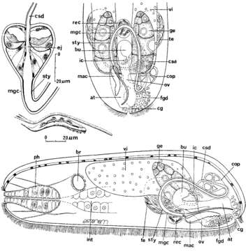 Hypoblepharinidae resmi