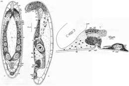 Sivun Pseudohaplogonaria kuva