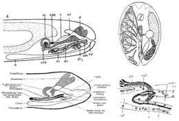 Image of Umagillidae