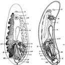 Слика од Anoplodium graffi (Monticelli 1892)