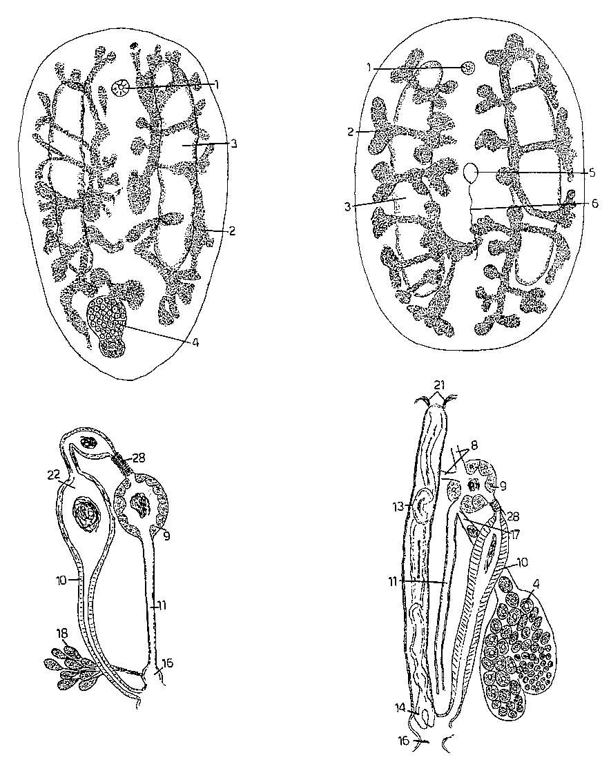 Image of Anoplodium longeductum Hyman 1960