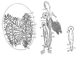 Image of Anoplodium ramosum Hyman 1960