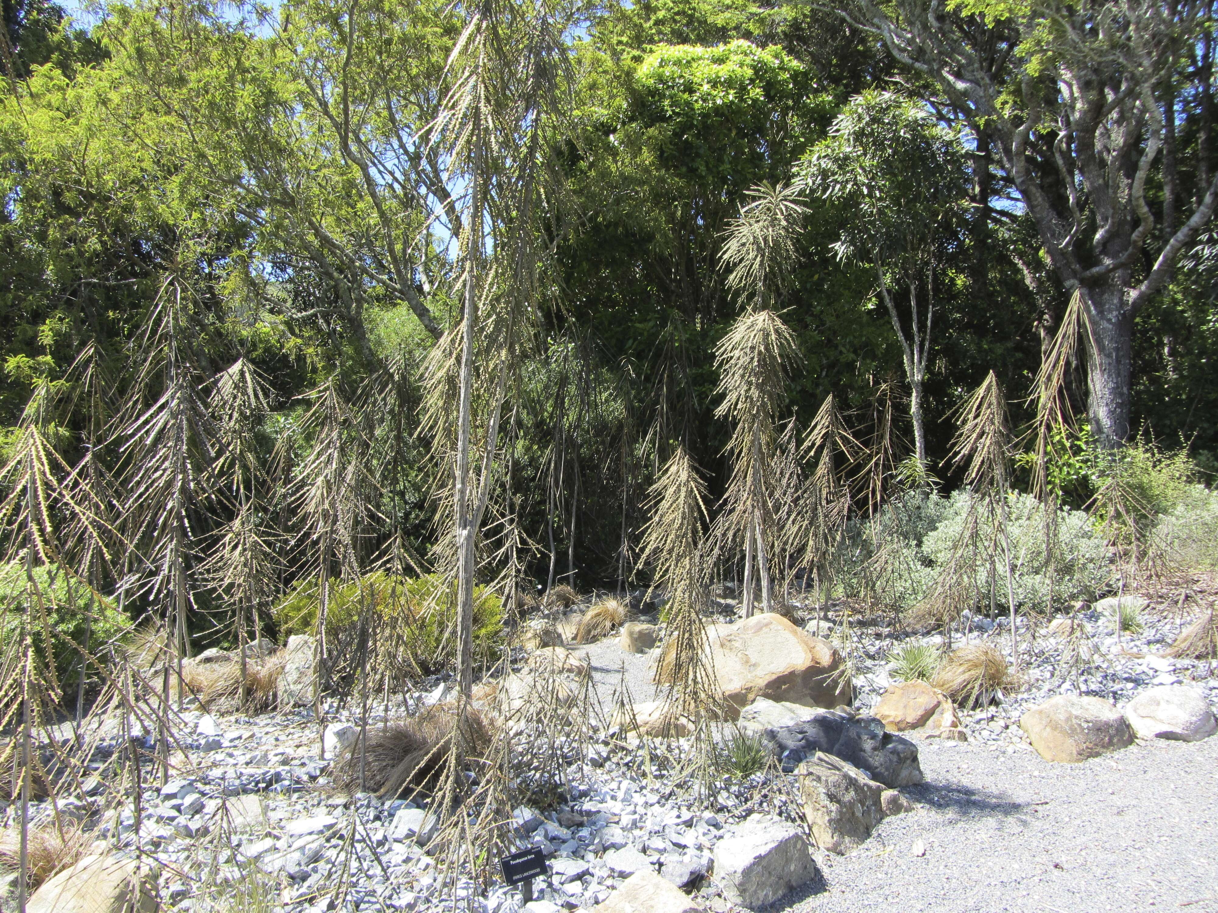 Image of Fierce lancewood