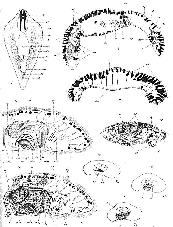 Image of Adenopea chuni (Brauner 1920)