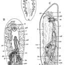 Image of Anoplodium tubiferum Westblad 1953