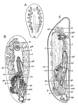 Image of Anoplodium tubiferum Westblad 1953