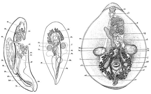 Image of Cleistogamia