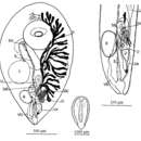 Слика од Cleistogamia heronensis Cannon 1982