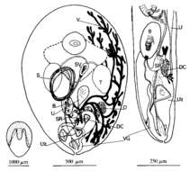 Image of Cleistogamia