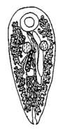 Image of Cleistogamia loutfia (Khalil & Azim 1937)