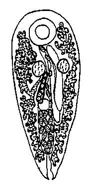 Image of Cleistogamia loutfia (Khalil & Azim 1937)