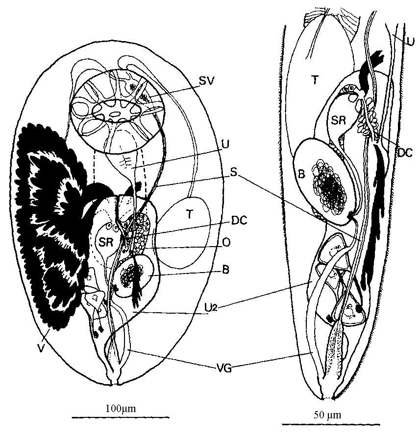 Image of Cleistogamia pallii Cannon 1982
