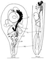 Image of Cleistogamia pulchra Cannon 1982