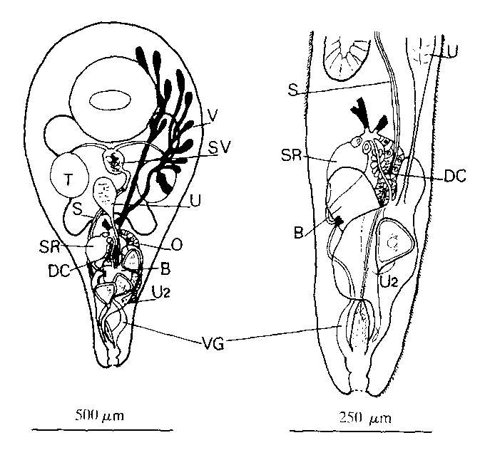 Image of Cleistogamia pyriformis Cannon 1982