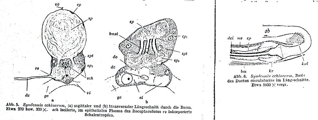 Image of Syndesmis