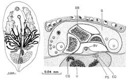 Image of Syndesmis alcalai Komschlies & Vande-Vusse 1980