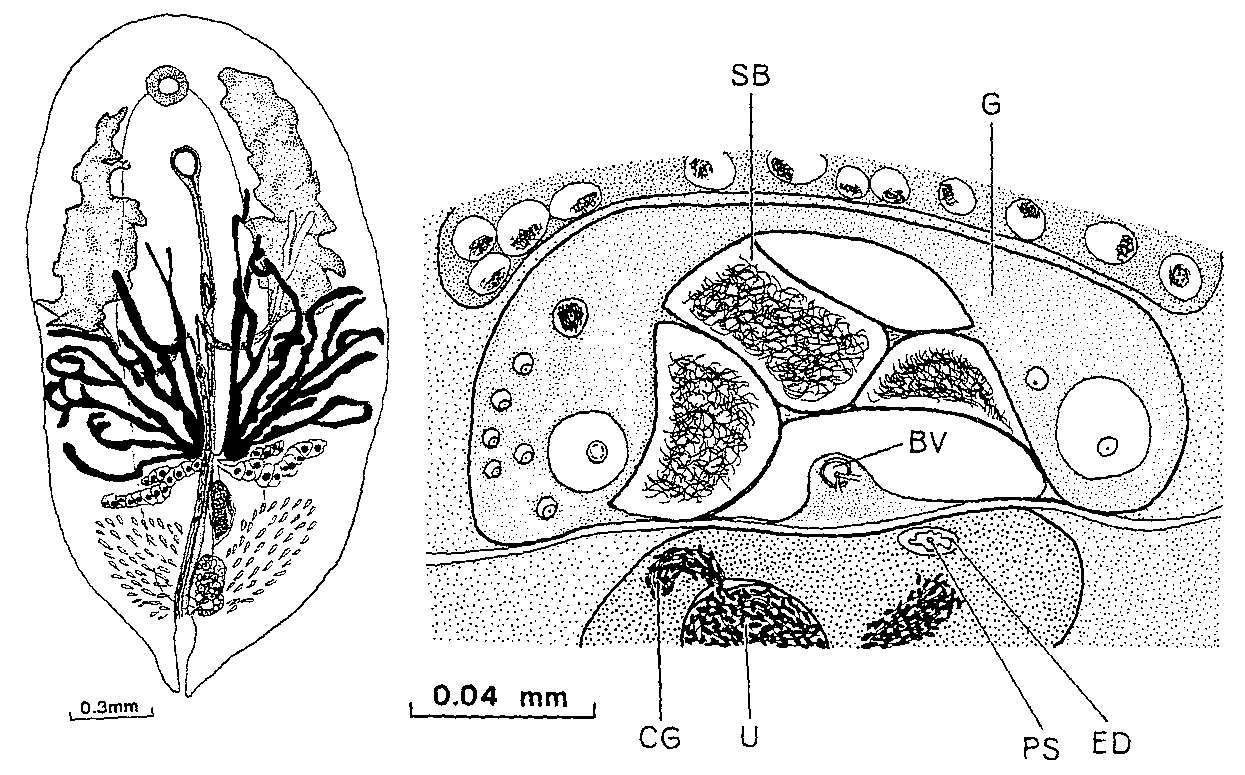 Image of Syndesmis alcalai Komschlies & Vande-Vusse 1980