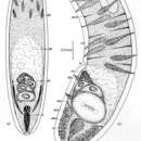 Image of Simplicomorpha gigantorhabditis Dörjes 1968