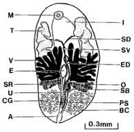 Image of Syndesmis compacta Komschlies & Vande-Vusse 1980