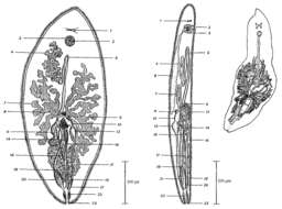 Image of Syndesmis dendrastorum Stunkard & Corliss 1951