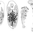 Image of Syndesmis glandulosa Hyman 1960