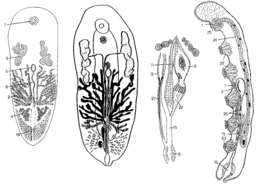 Image of Syndesmis glandulosa Hyman 1960