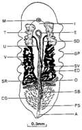 Image of Syndesmis mammilata Komschlies & Vande-Vusse 1980