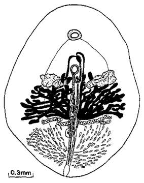 Imagem de Syndesmis philippinensis Komschlies & Vande-Vusse 1980