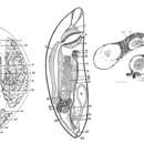 Anoplodiera voluta Westblad 1930 resmi