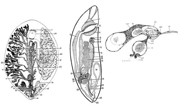 Anoplodiera resmi